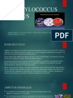 Staphylococcus Aureus