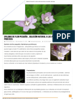 Epilobio de Flor Pequeña, Solución Natural A Las Afecciones de Próstata - Ecoterrazas