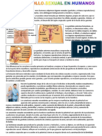 El Desarrollo Sexual en Humanos PDF