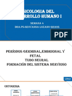 Periodos Germinal, Embrional y Fetal