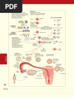 Gynaecology Referral Guidelines | PDF | Urinary Incontinence | Cervical ...