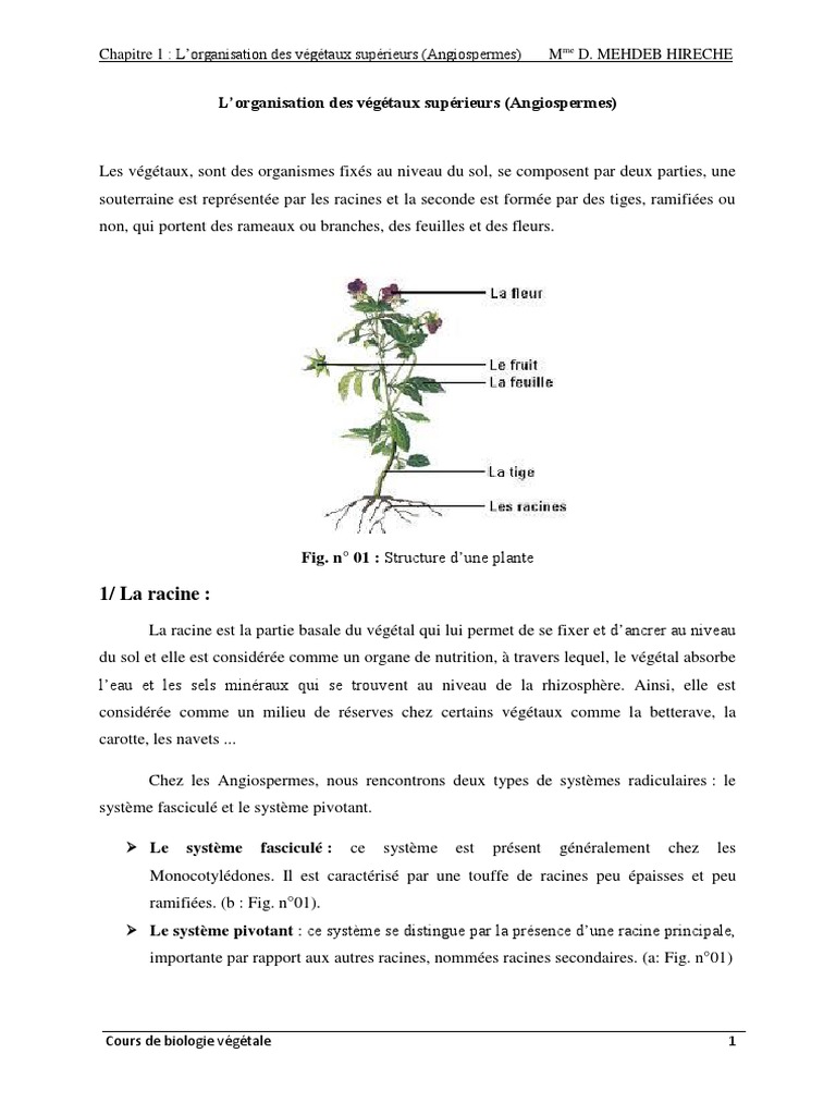 Types et Morphologie des Racines | PDF | Racine | Tige (Plante)