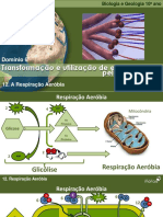 BioLOGIARespiracaoAerobia