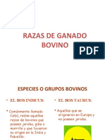 Razas Bovinos