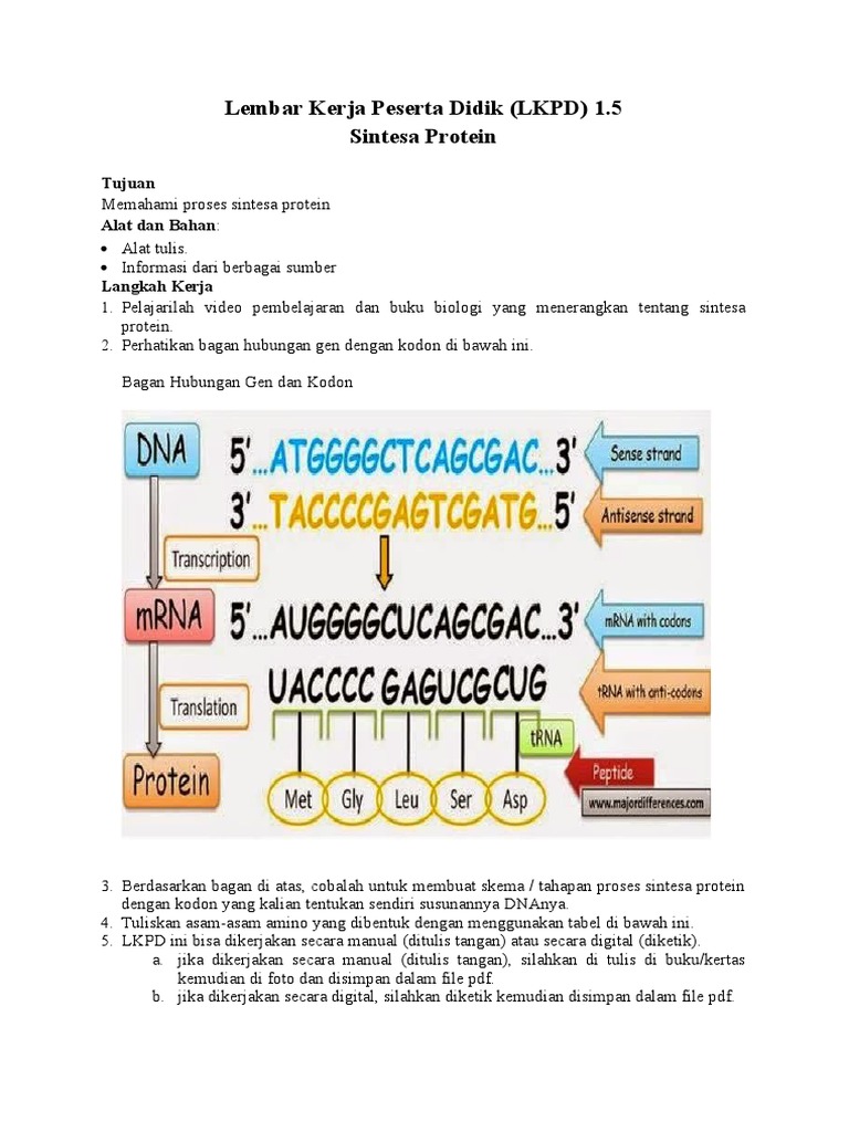 Proses Sintesis Protein dalam Biologi | PDF | Seni & Disiplin Bahasa