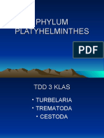 Platyhelminthes