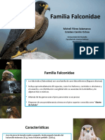 Halcones y caranchos de la familia Falconidae