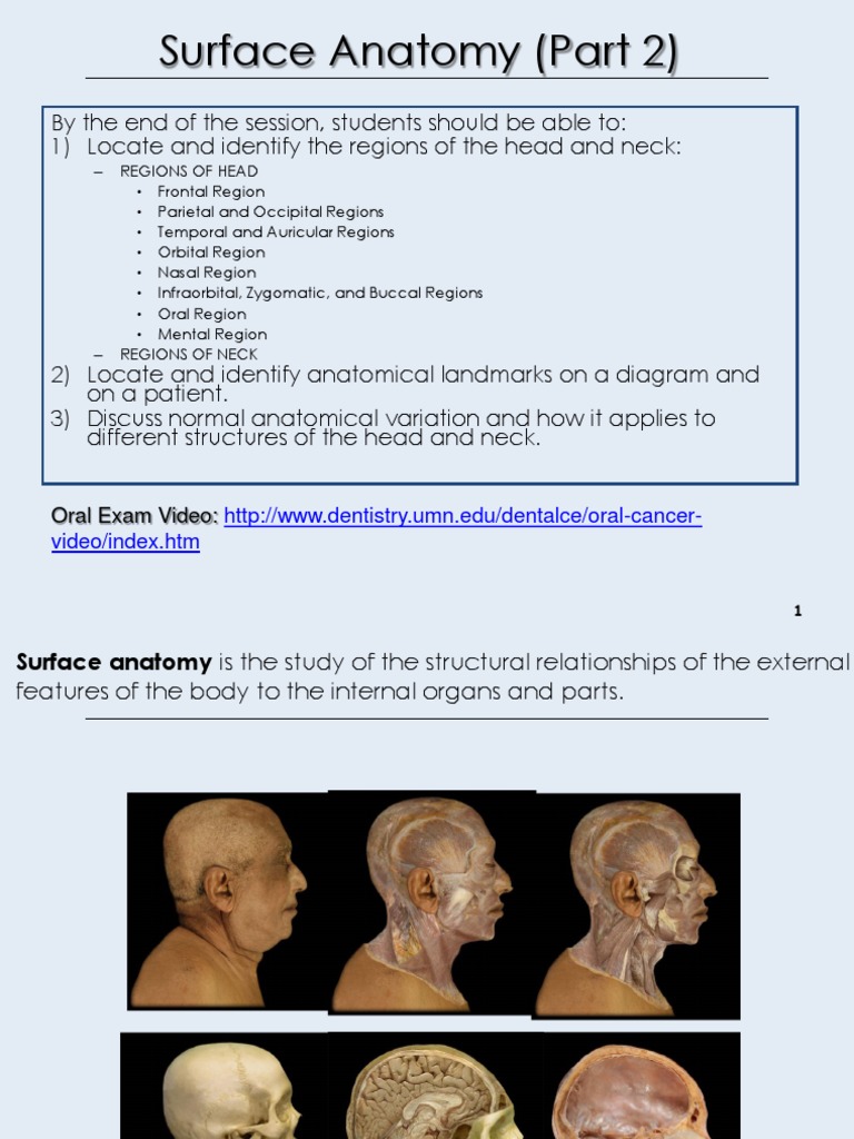 Head and Neck Surface Anatomy Guide | PDF | Tongue | Primate Anatomy