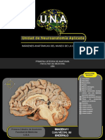 IMAGENES DE MUSEO Neuroanatomia
