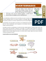 Los Invertebrados PDF
