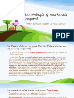 U1S3-Citologia Vegetal Pared PDF