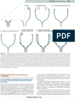 Boron Diferneciación sexual