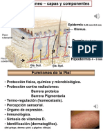 Órgano Cutáneo Capas y Componentes - Dr. Label