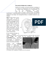 Morfologia Externa de La Semilla