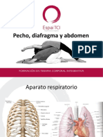 Anatomía, Pecho, Diafragma y Abdomen