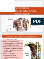 Musculos Toracoapendiculares Anteriores