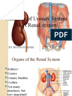 Anatomy of Urinary System 