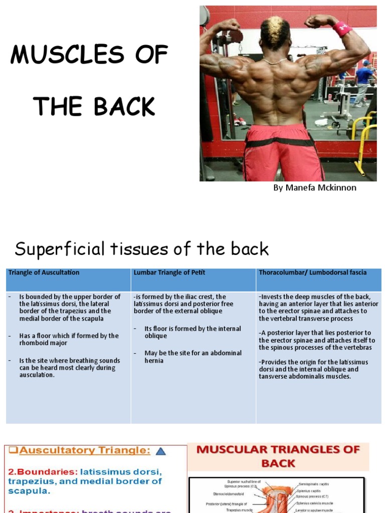Anatomy of Back Muscles Explained | PDF | Vertebra | Vertebral Column