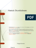 Plantele Dicotiledonate