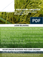 Padi Semi Organik