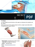 Understanding Biceps Muscle Ruptures