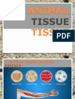 Animal Tissue