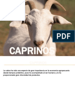 Tema Cabras