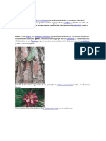 Pinus 00 Introducción PDF