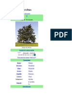 Pinus 06 Pinus Strobus 1 PDF