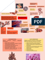 Mapa Mental Rhodophyta