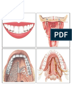 Anatomia