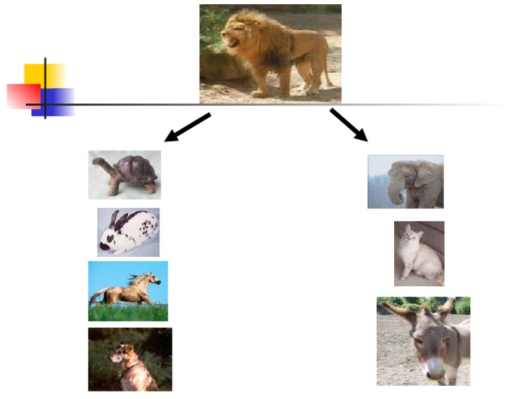 Leadership Qualities of Animals | PDF