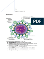 Ciclo Infeccioso