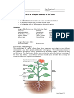 Roots Morphology Lab