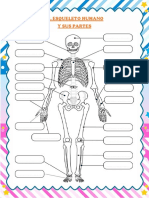 El Esqueleto Humano PDF