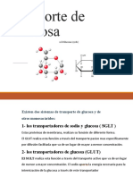 SGLT y GLUT: Transporte de glucosa