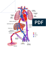 Fetal