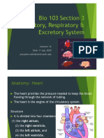 Bio 103 Section 3 Circulatory, Respiratory & Excretory System