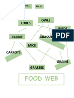 FOOD WEB.docx