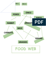 Food Web: Owls Foxes Birds Rabbit Grasshoppers Mice Carrots Grains Grasses