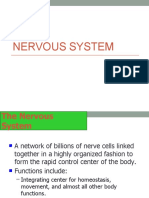 Lesson 1.nervous System Review