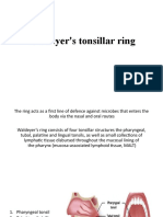 Waldeyer's Tonsillar Ring