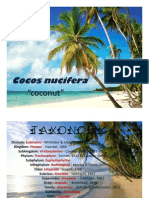 Coconut Palm: A Comprehensive Guide to Cocos nucifera