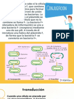 exposicion equinos 2.pptx