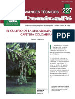 Cultivo de la macadamia en la zona cafetera colombiana