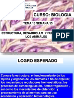 Semana 13 - ESTRUCTURA DESARROLLO Y FUNCIONES DE LOS ANIMALES