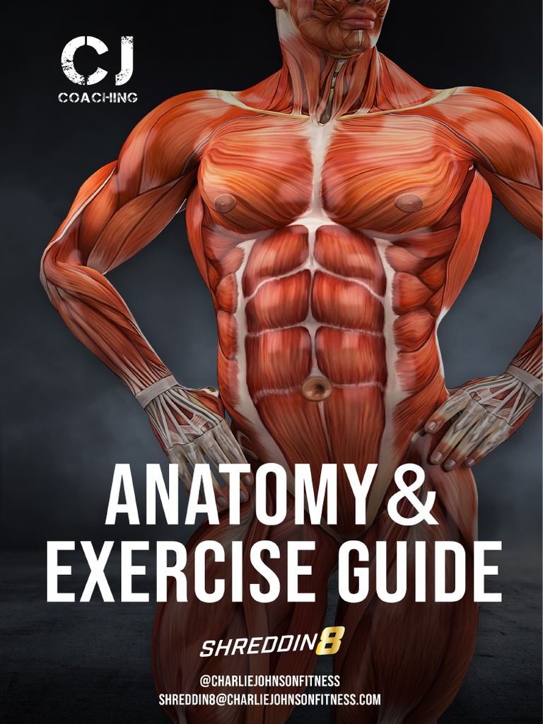 Muscle Anatomy & Exercises Guide | PDF | Limbs (Anatomy) | Human Anatomy