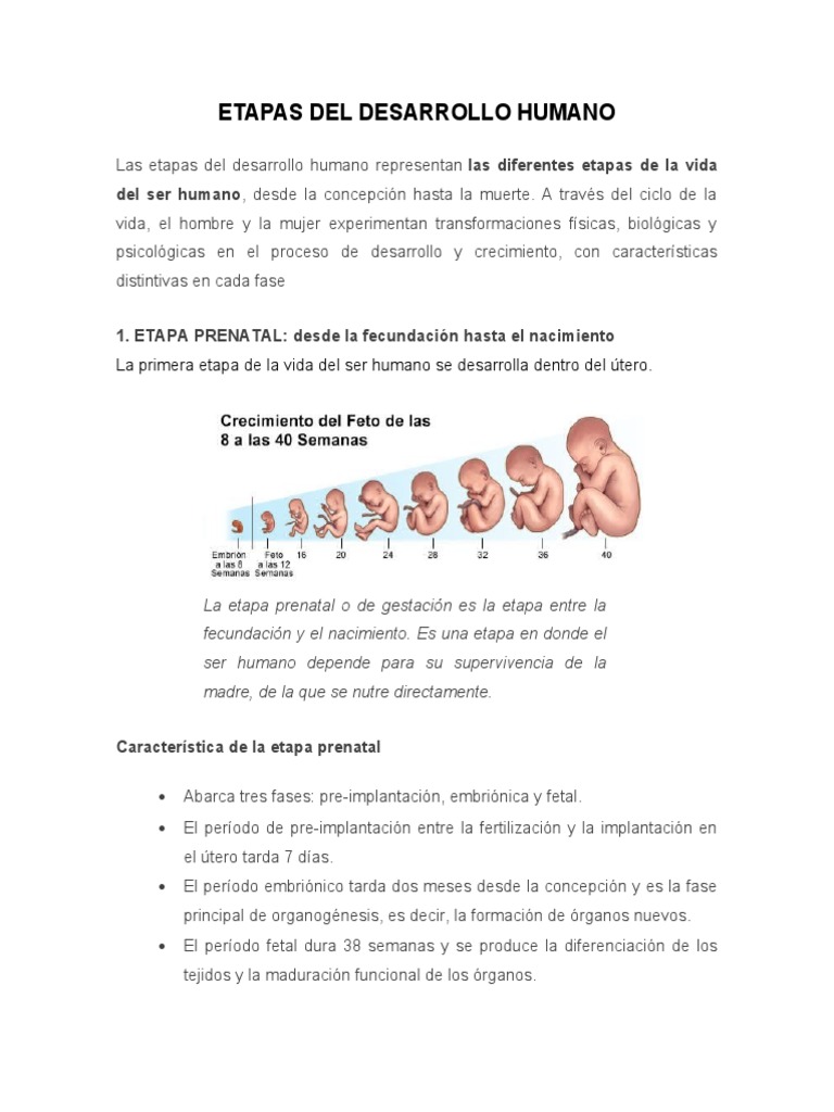Etapas Del Desarrollo Humano | PDF | Adolescencia | Adultos