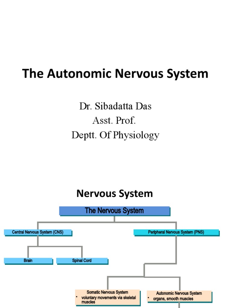 Understanding the Autonomic Nervous System | PDF | Autonomic Nervous ...