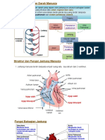 Jantung & Darah Manusia